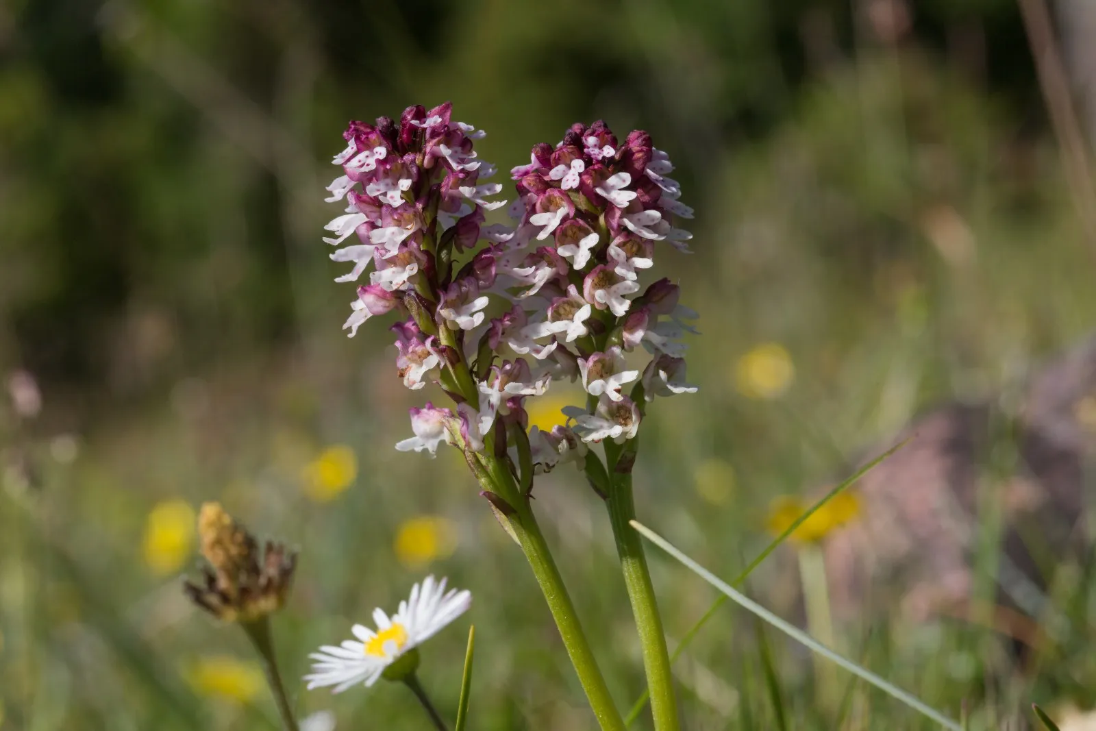 Aangebrande Orchis