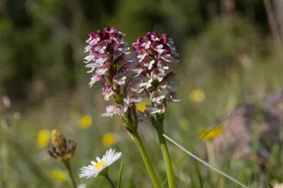 Aangebrande Orchis