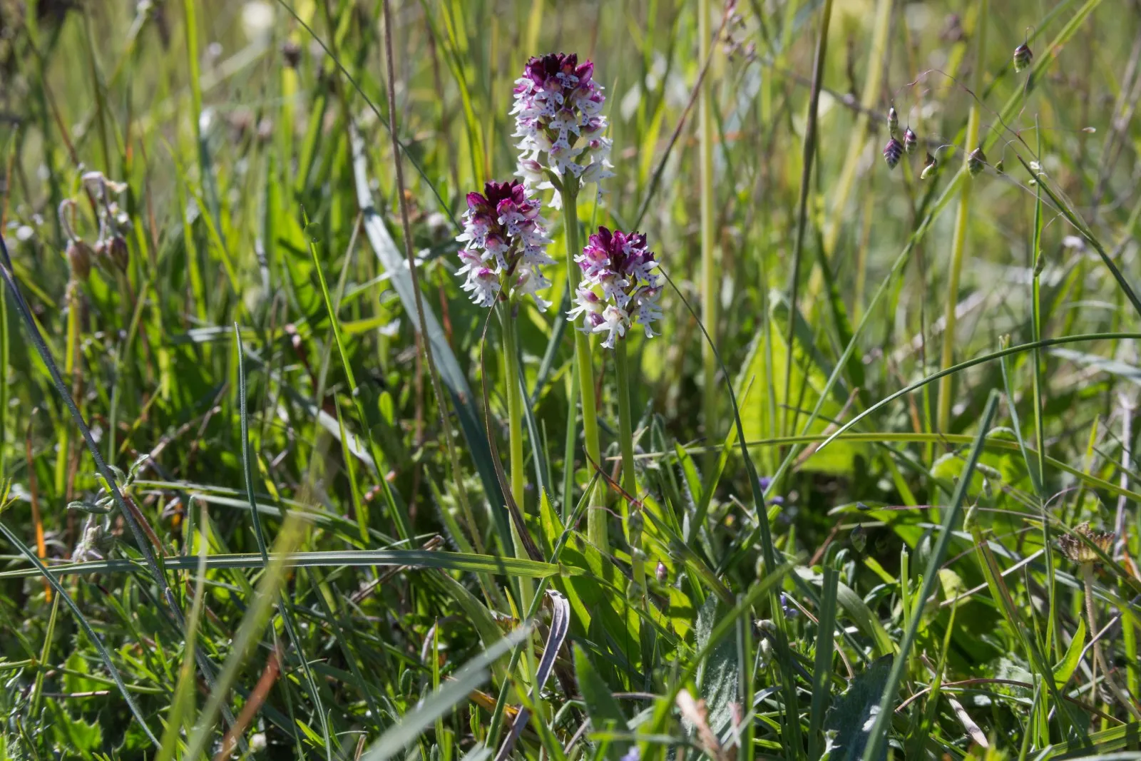 Aangebrande Orchis
