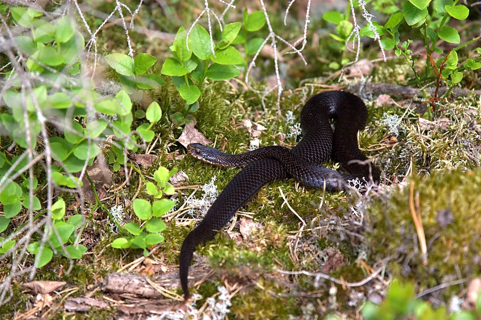 Adder