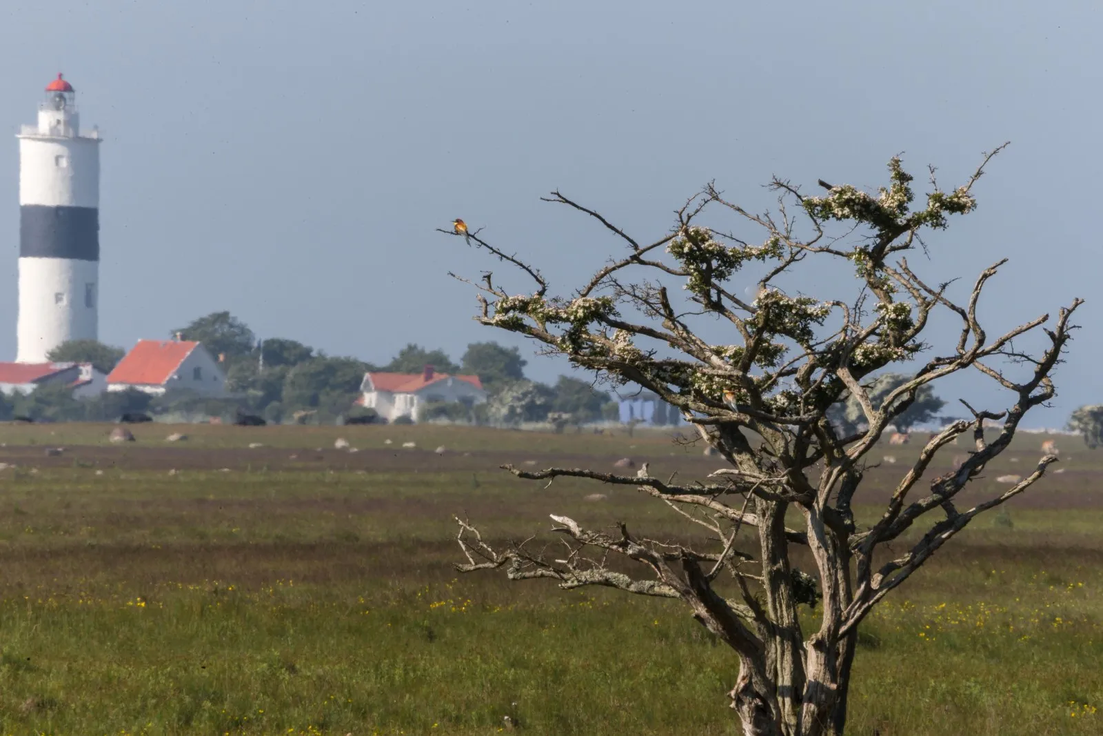 Bijeneter in het Ölandse landschap