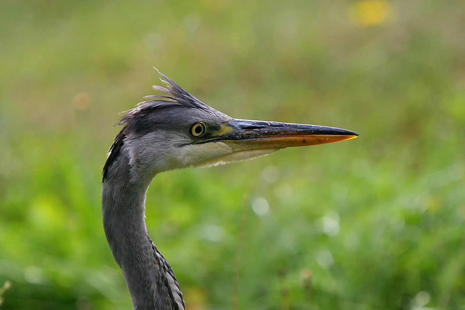 Blauwe Reiger