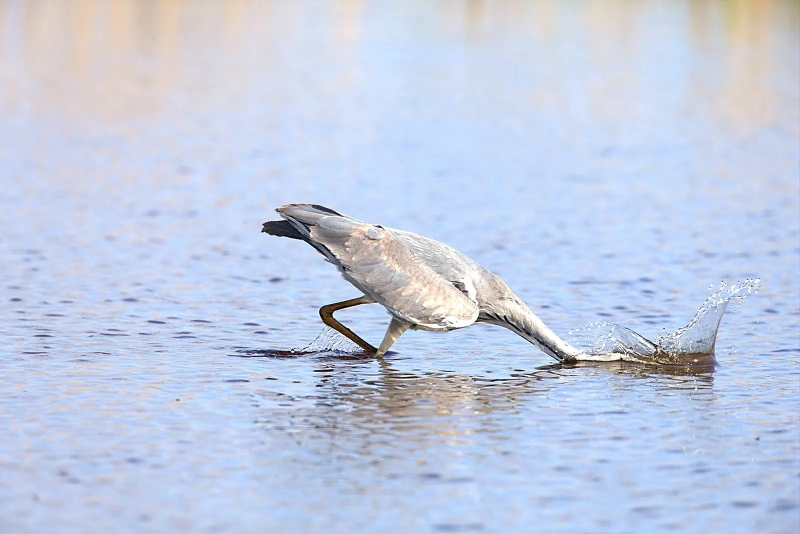Blauwe Reiger