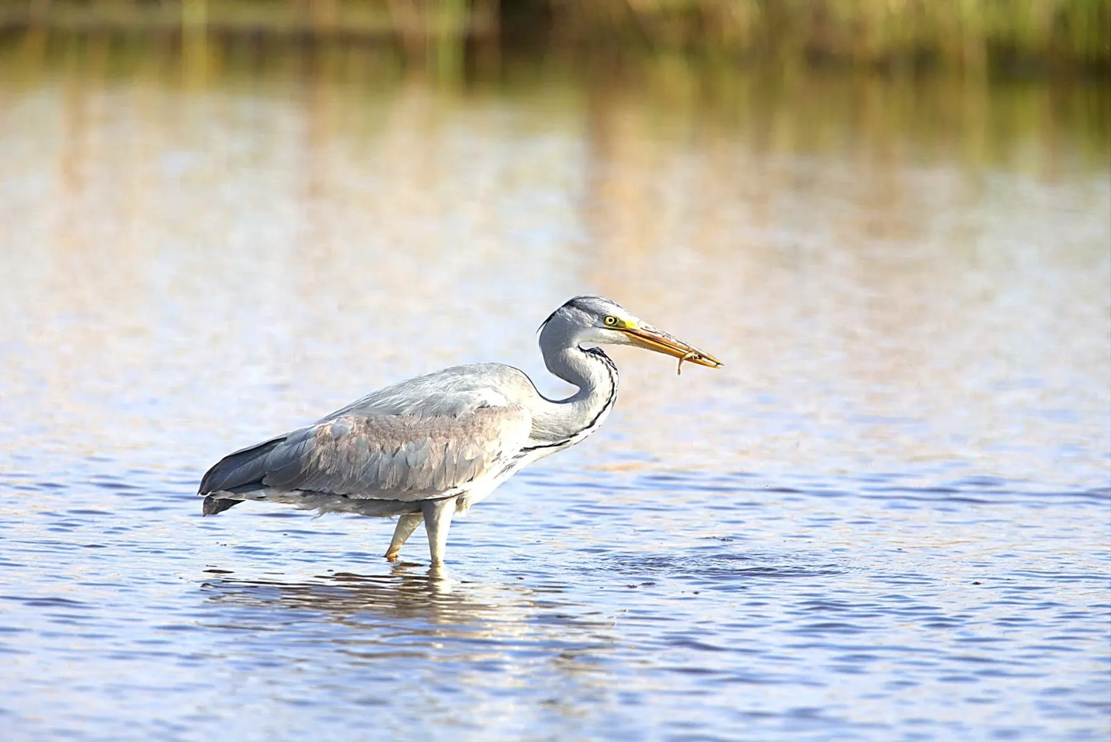 Blauwe Reiger