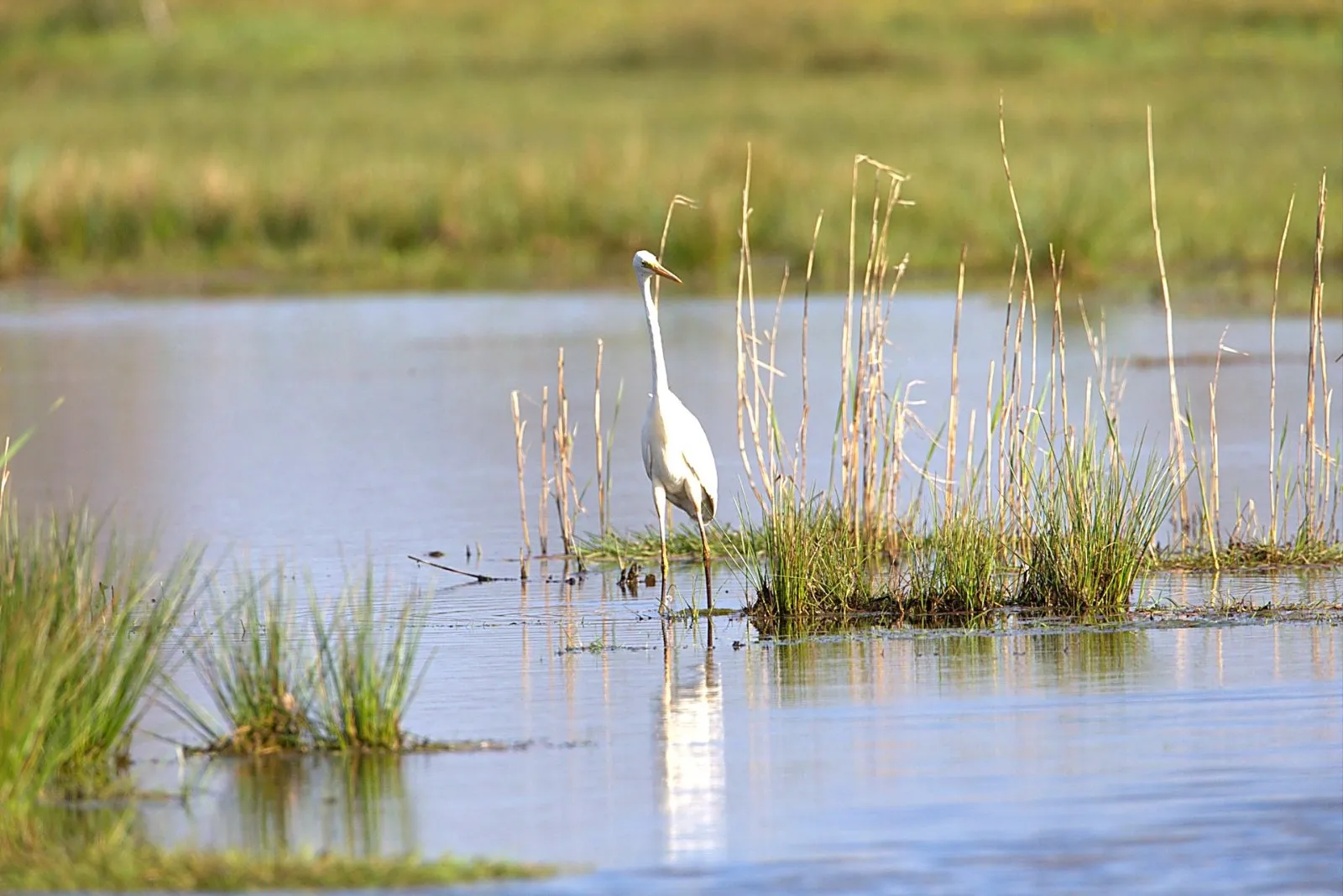 Blauwe Reiger