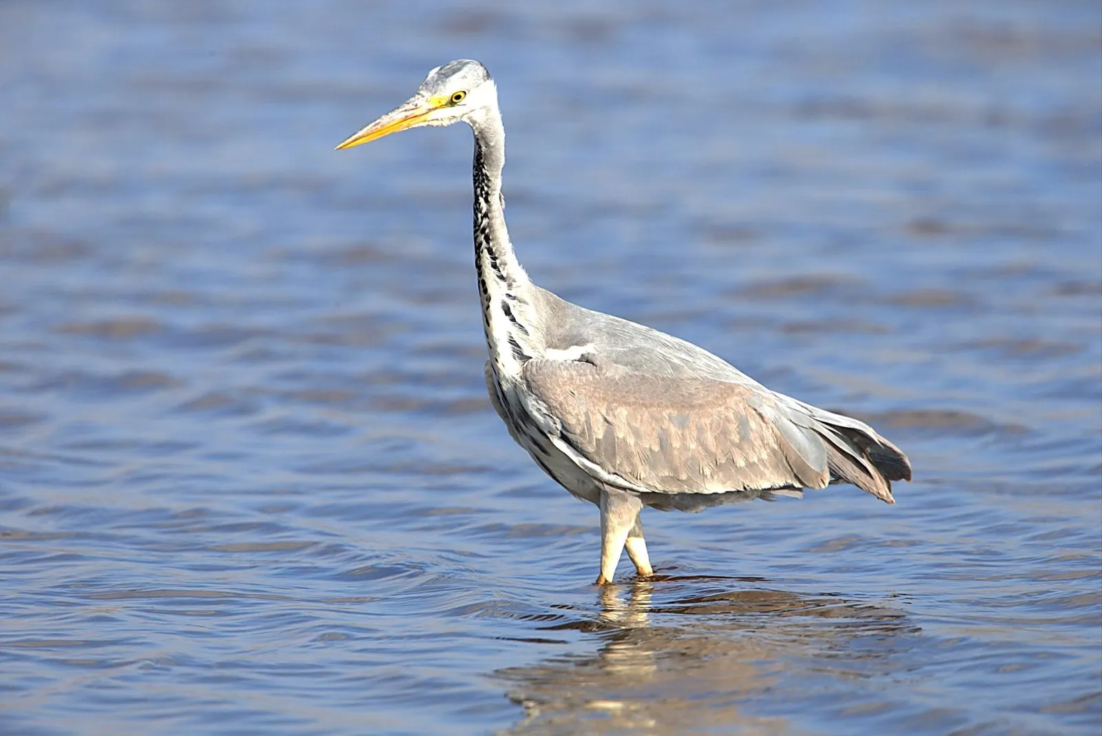 Blauwe Reiger