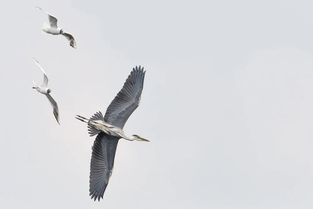 Blauwe Reiger wordt verjaagt door Kokmeeuwen uit de kolonie