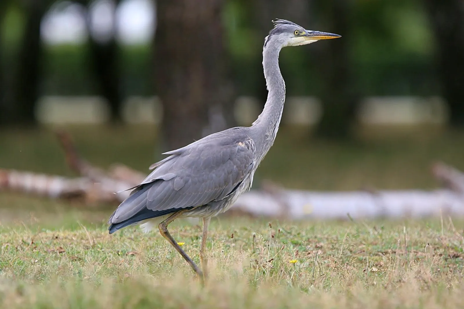 Blauwe Reiger