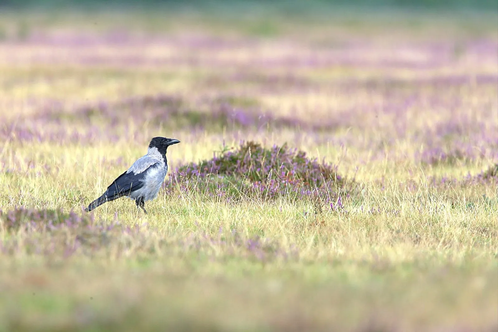 Bonte Kraai in de heide