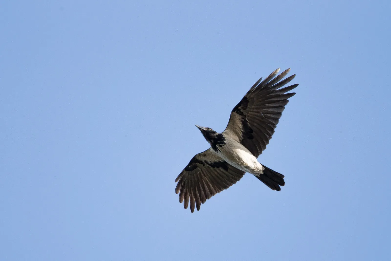 Bonte Kraai in vlucht