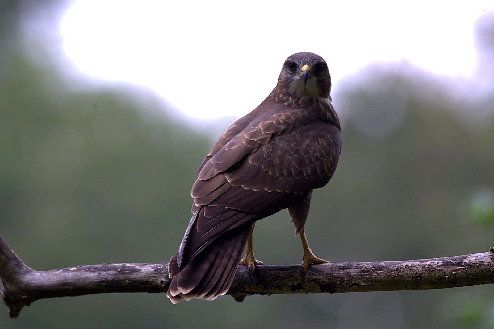 Buizerd op tak