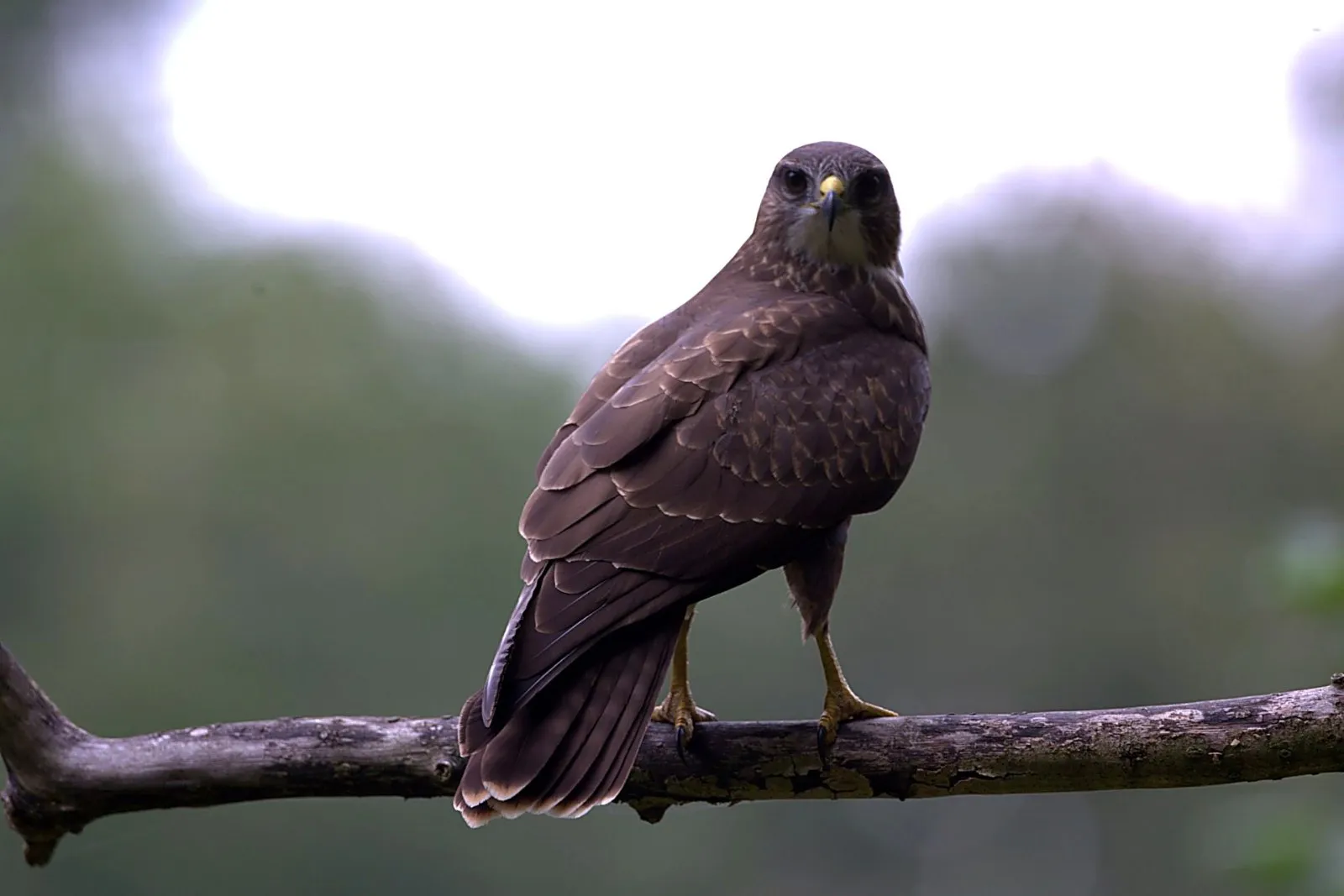 Buizerd op tak