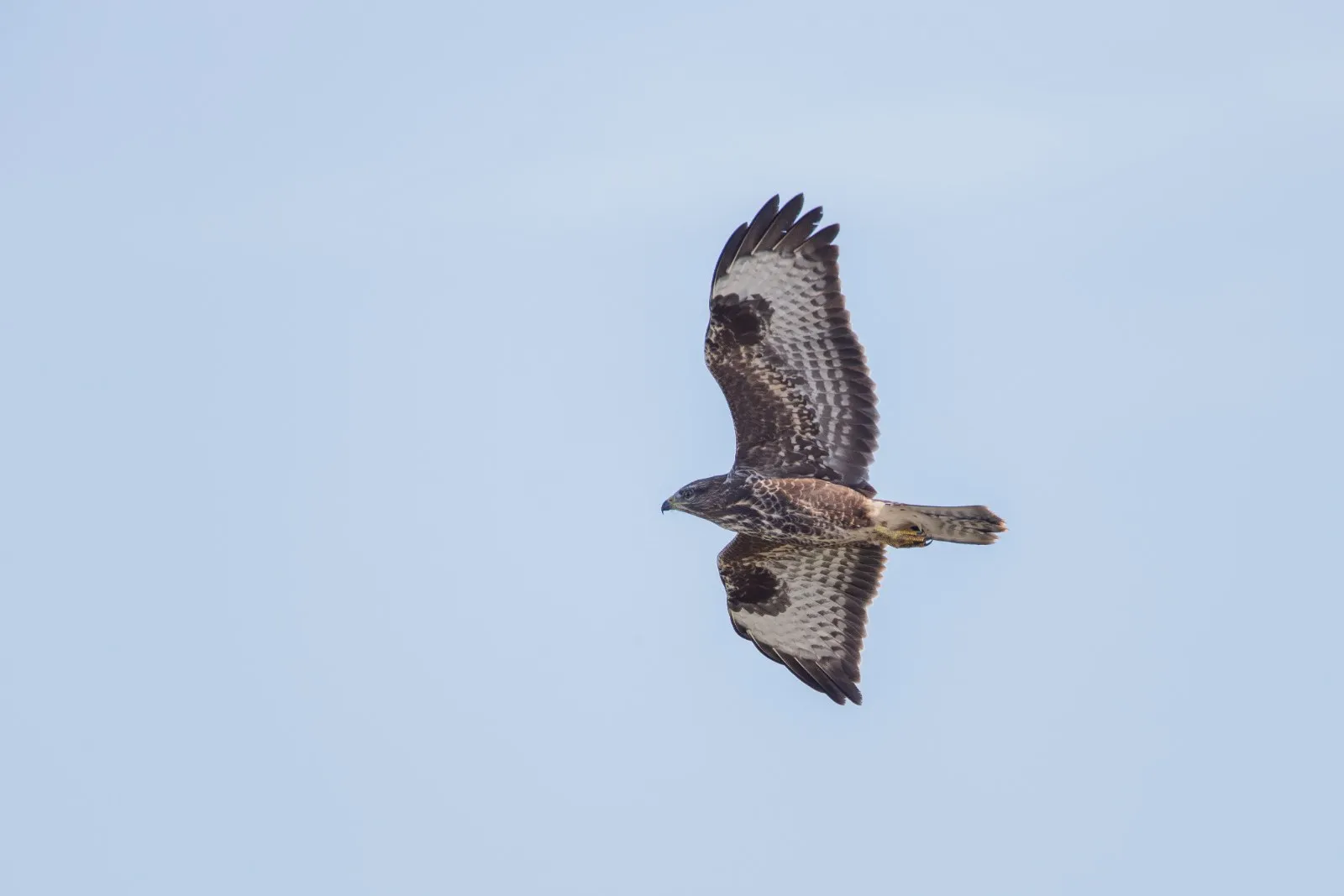 Buizerd op trek