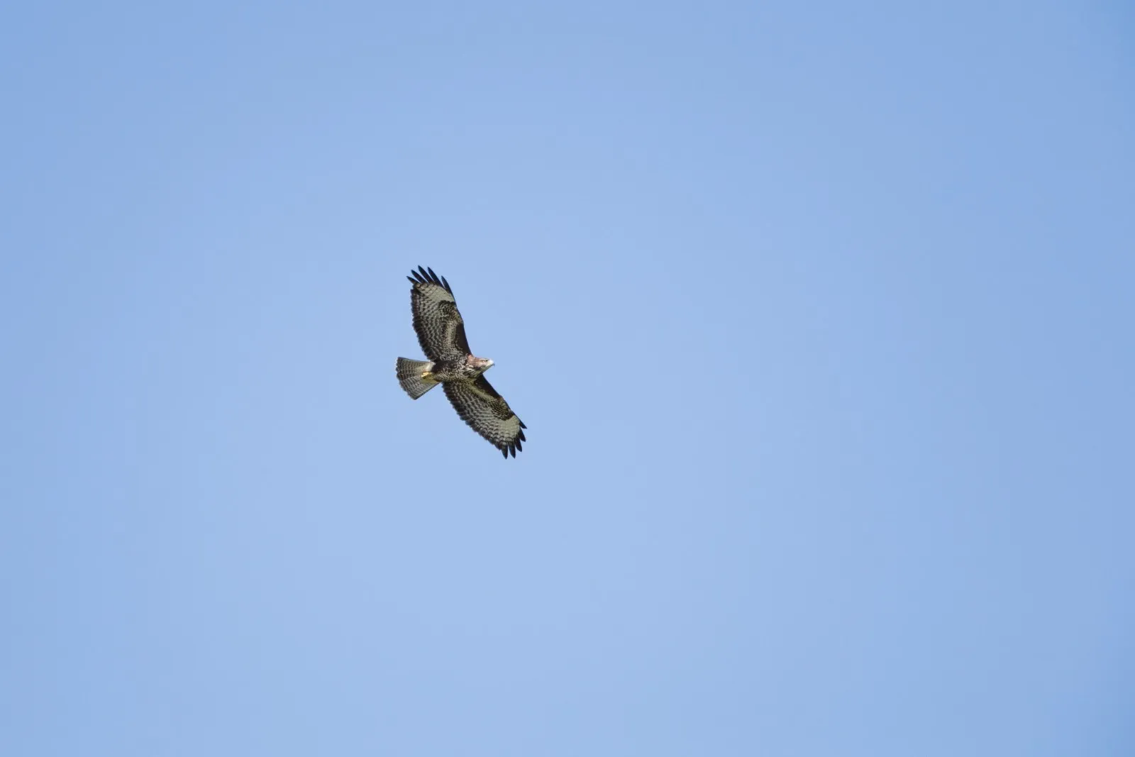 Buizerd op trek