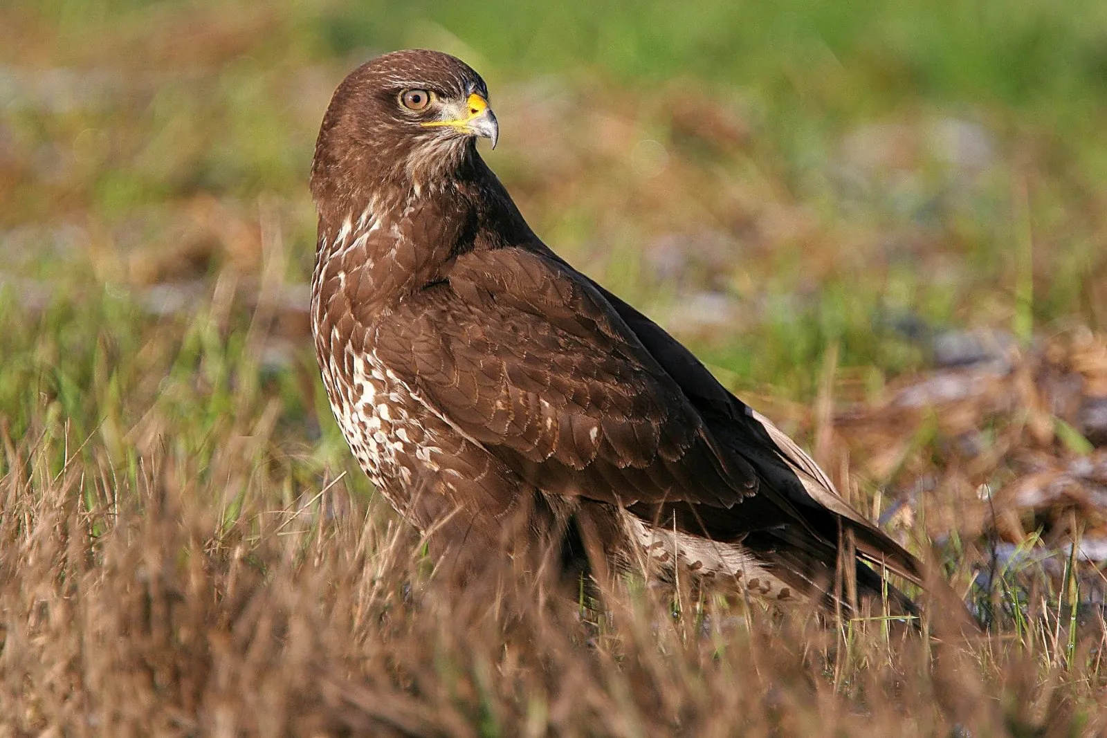 Closeup van een Buizerd