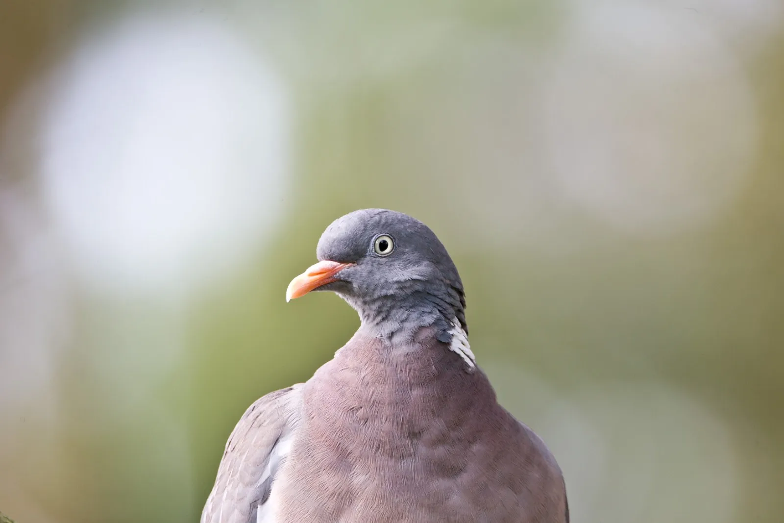Closeup van Houtduif