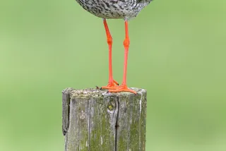 Closeup van Tureluurpootjes