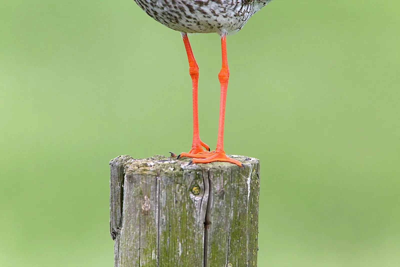 Closeup van Tureluurpootjes