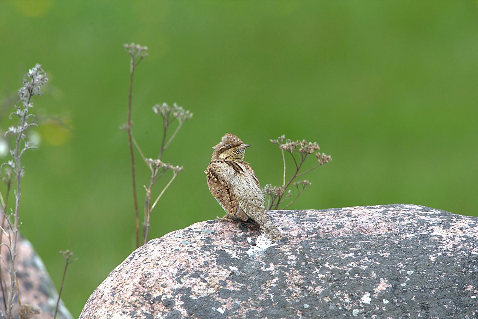 Draaihals op steen