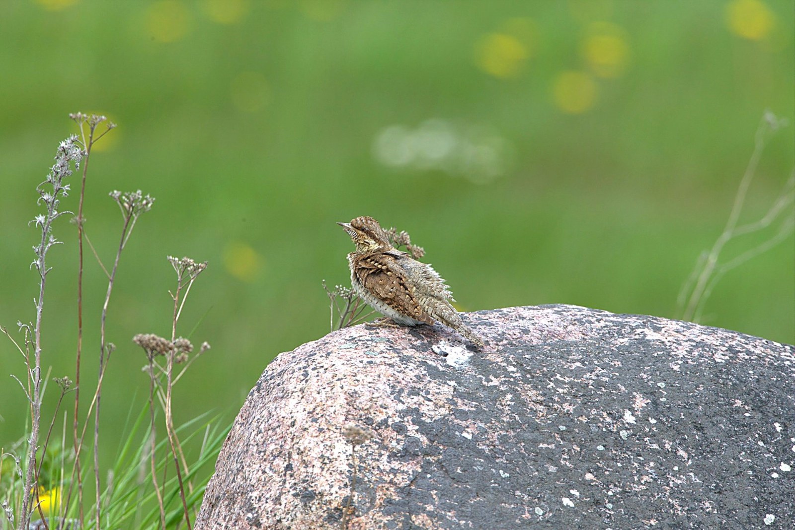 Draaihals op steen