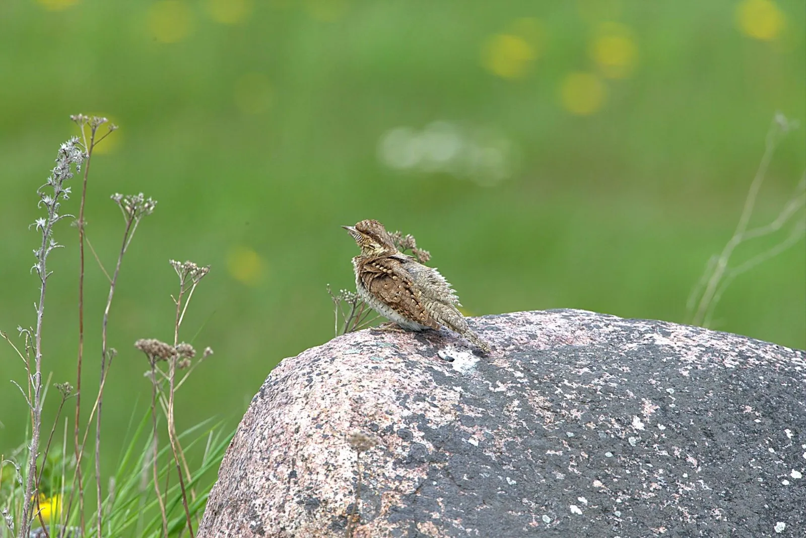 Draaihals op steen