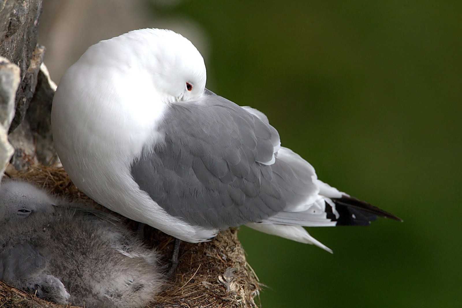 Drieteenmeeuw op nest