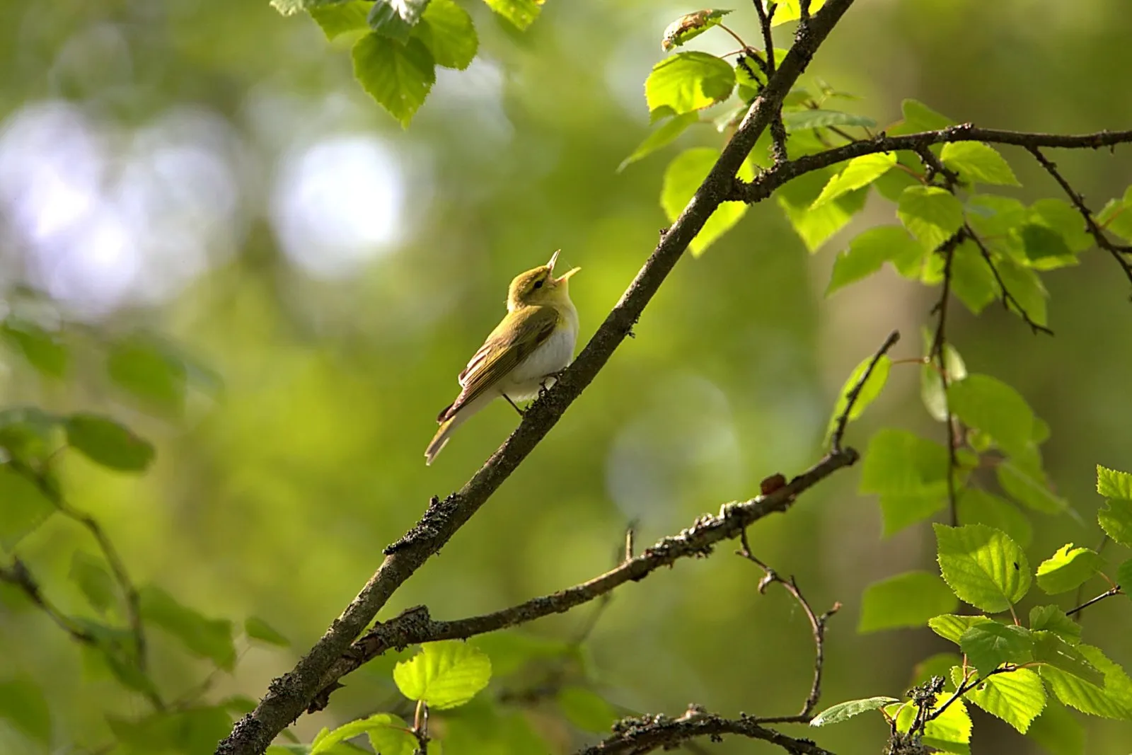 Fluiter in het groen