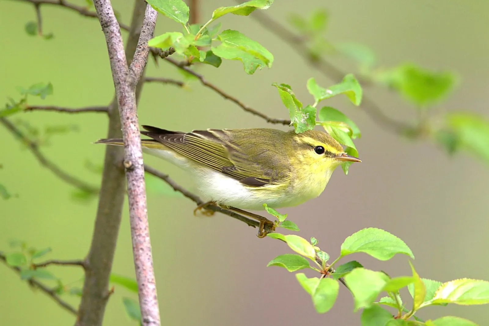 Fluiter in het groen