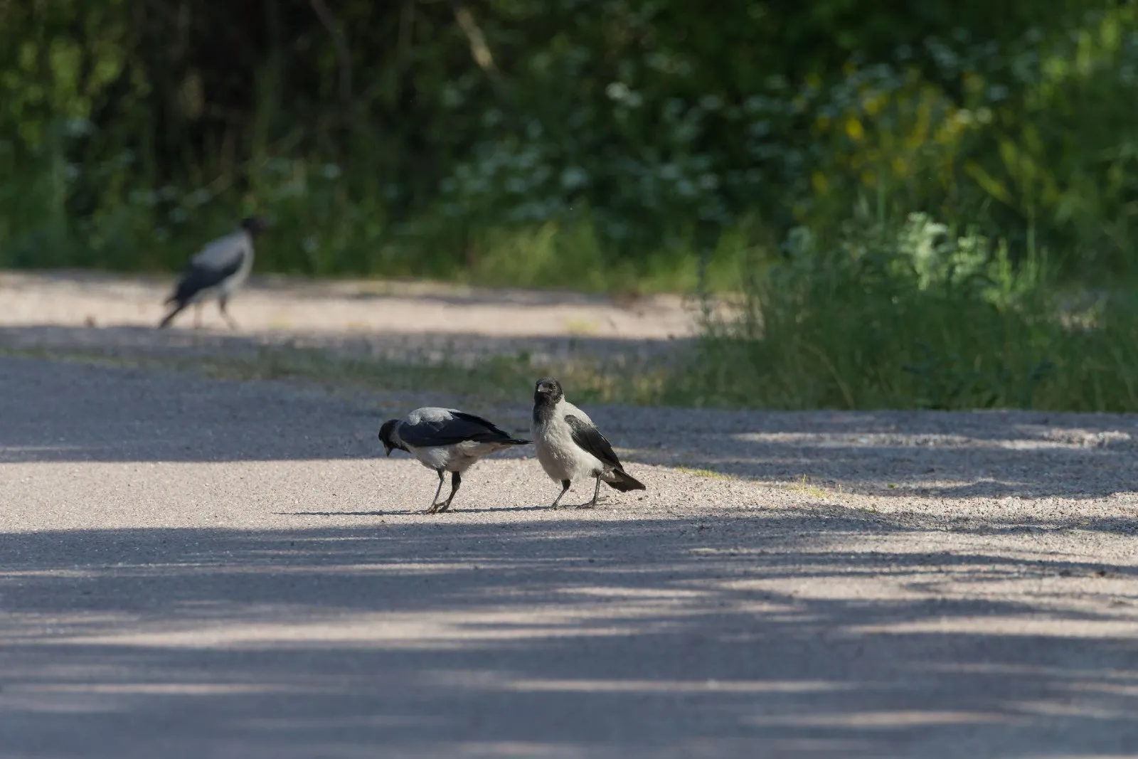 Foeragerende Bonte Kraaien