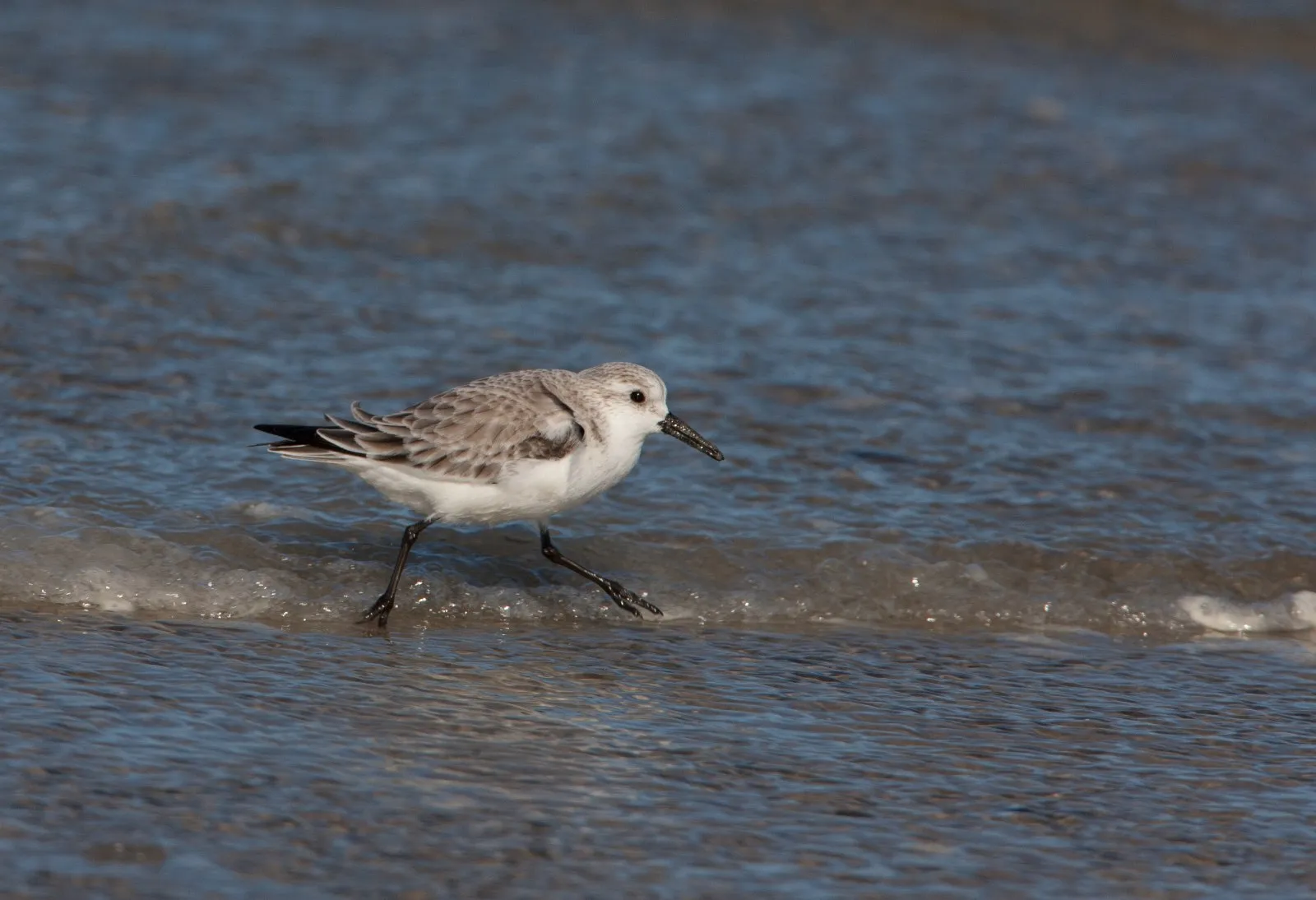 Foeragerende Drieteenstrandloper