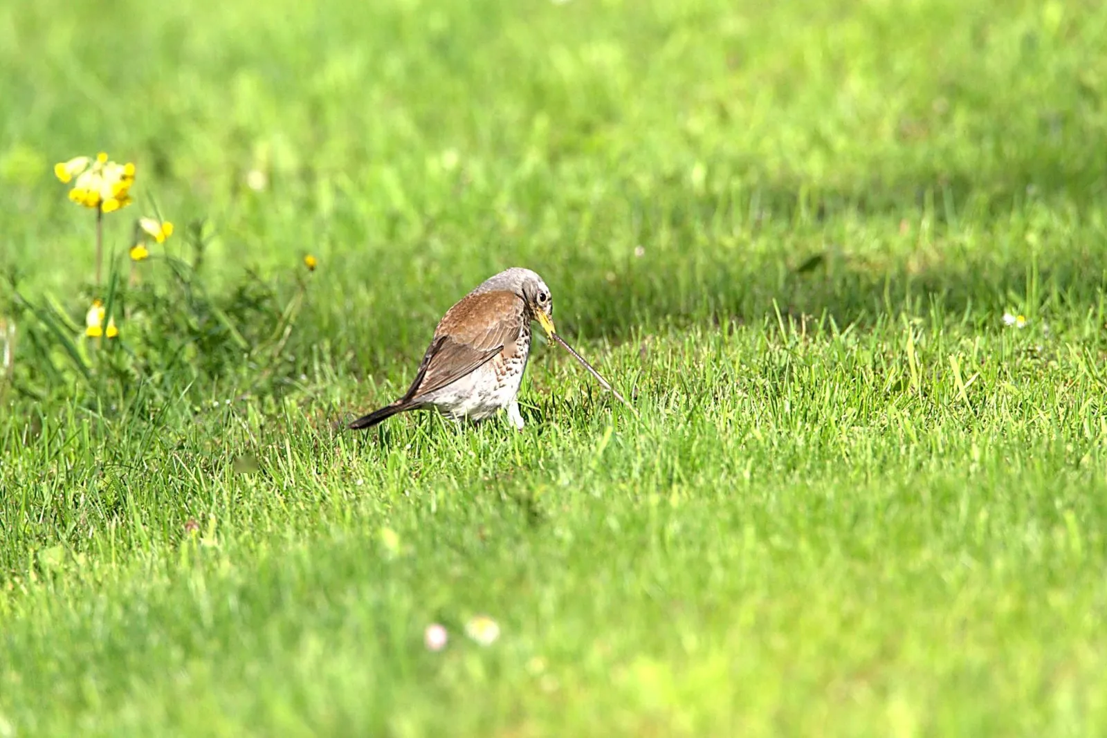 Foeragerende Kramsvogel