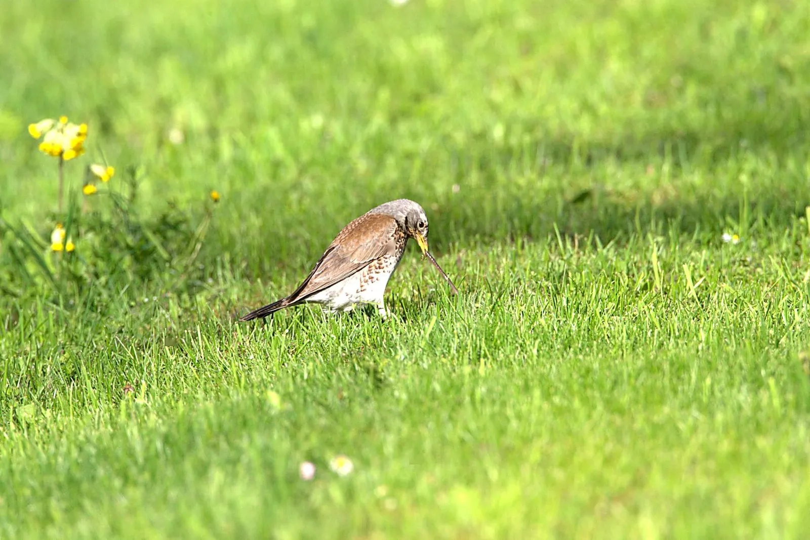 Foeragerende Kramsvogel