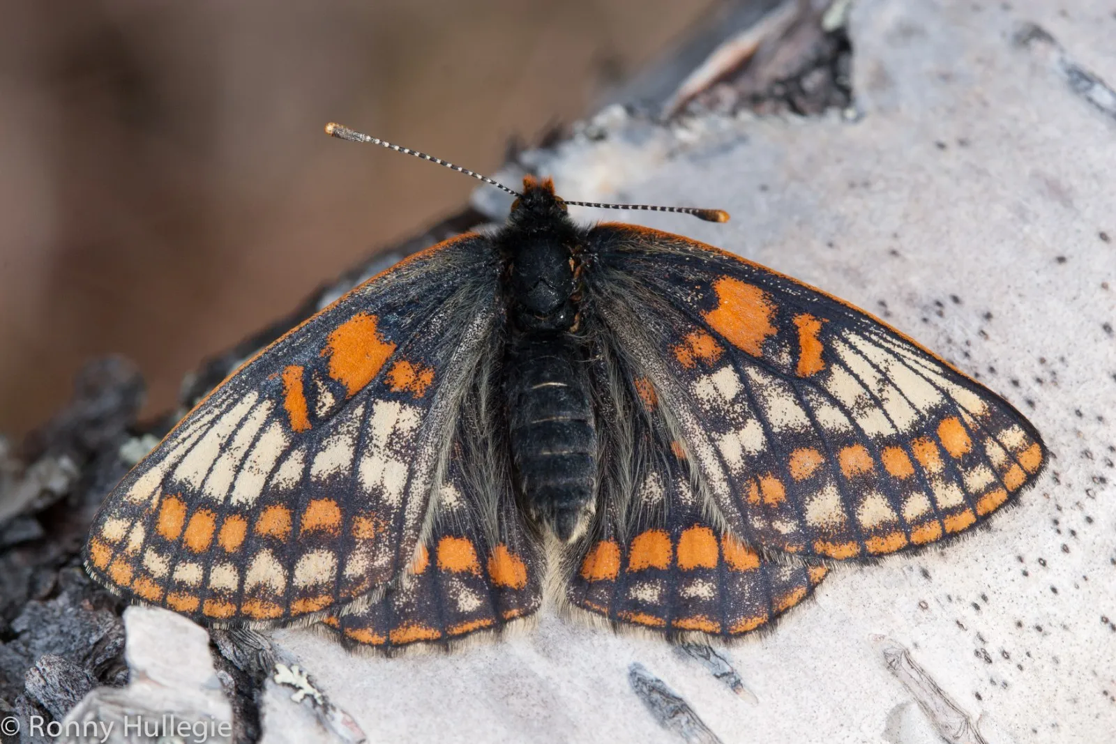 Geelbonte Parelmoervlinder
