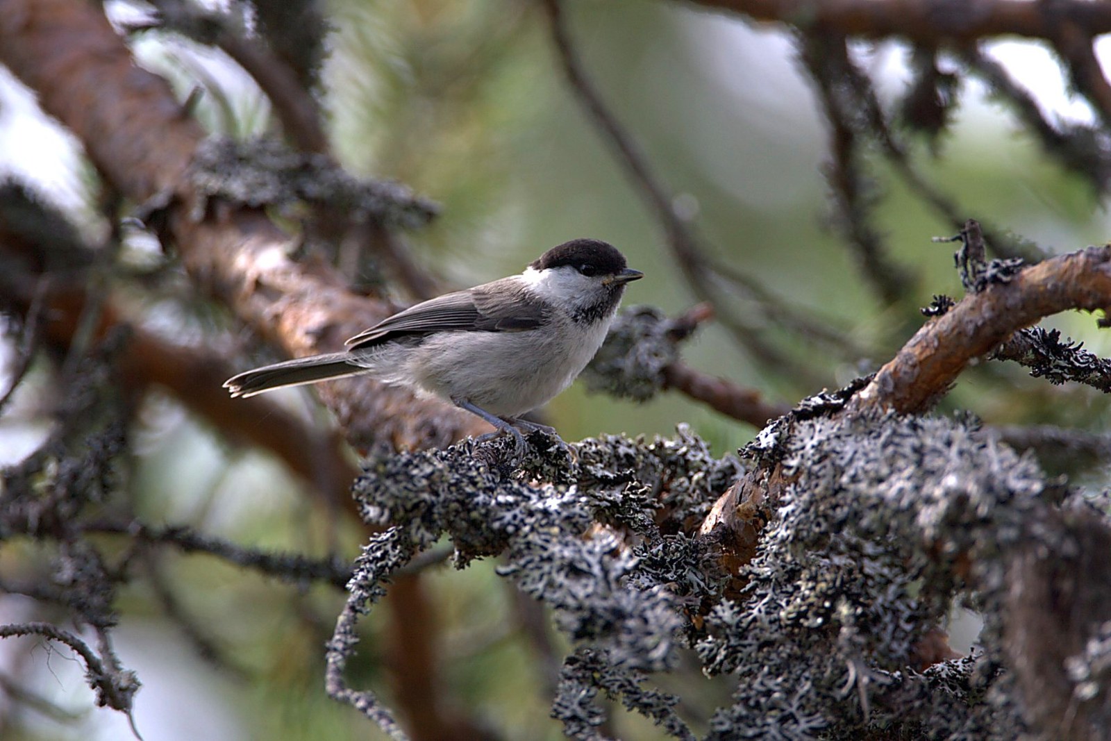Glanskop, ondersoort palustris