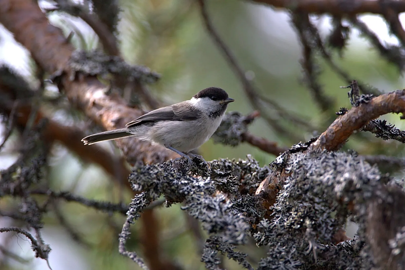 Glanskop, ondersoort palustris
