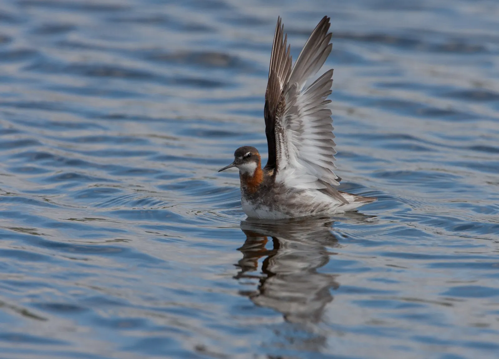 Grauwe Franjepoot in het water
