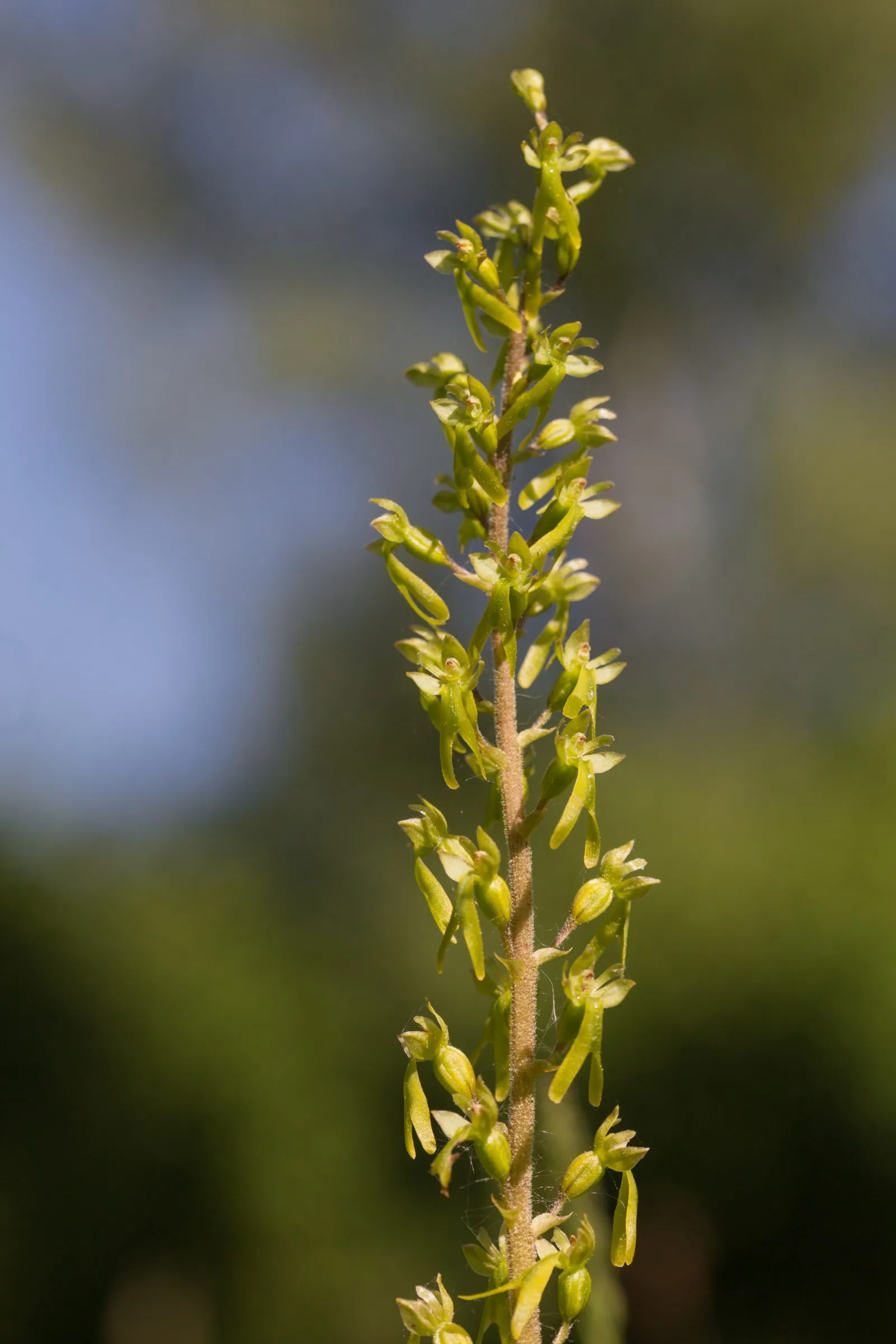 Grote Keverorchis