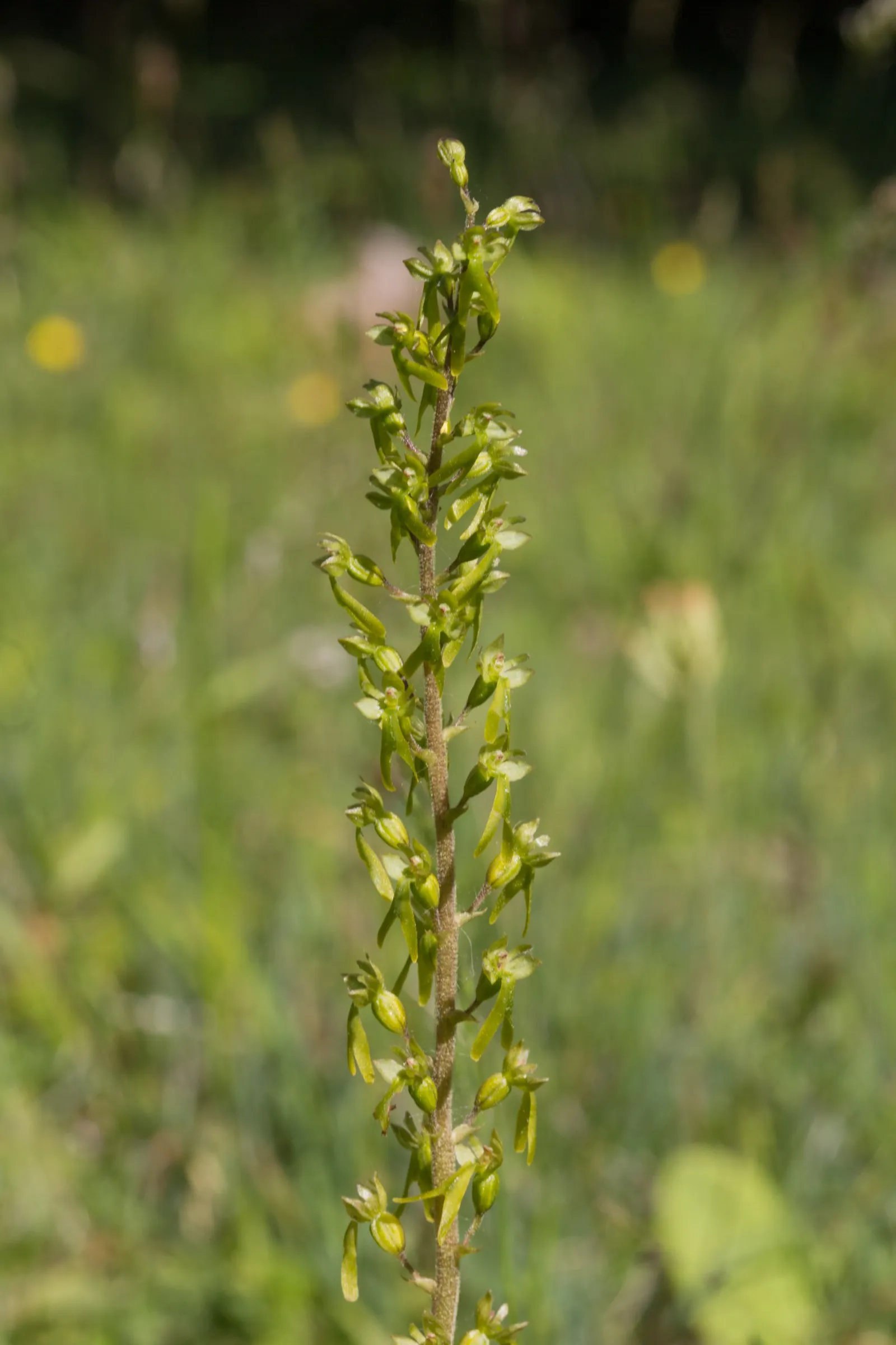 Grote Keverorchis