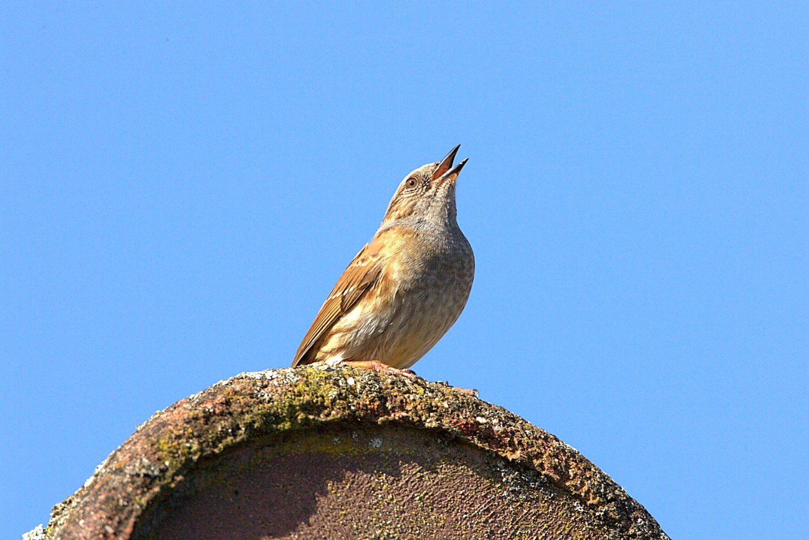 Heggenmus op het dak zingend