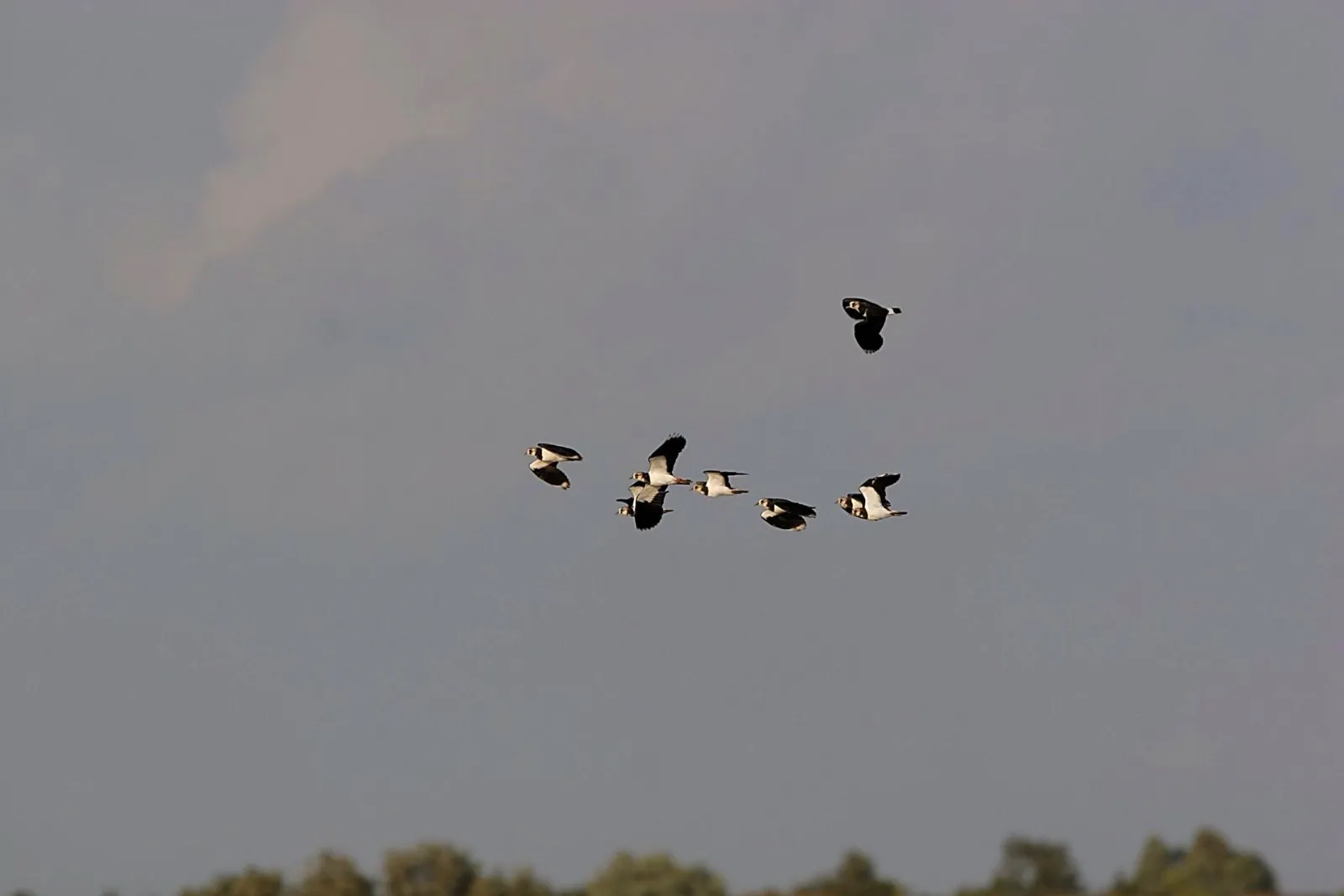 Kievitten in vlucht