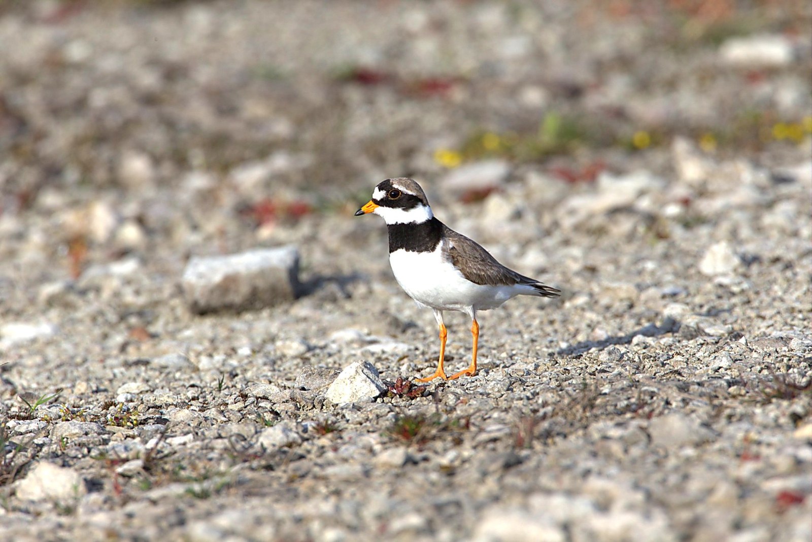 Kleine Plevier op Öland