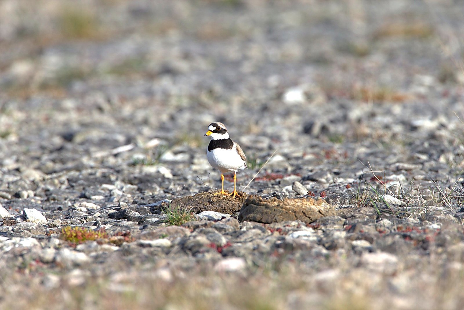 Kleine Plevier op Öland