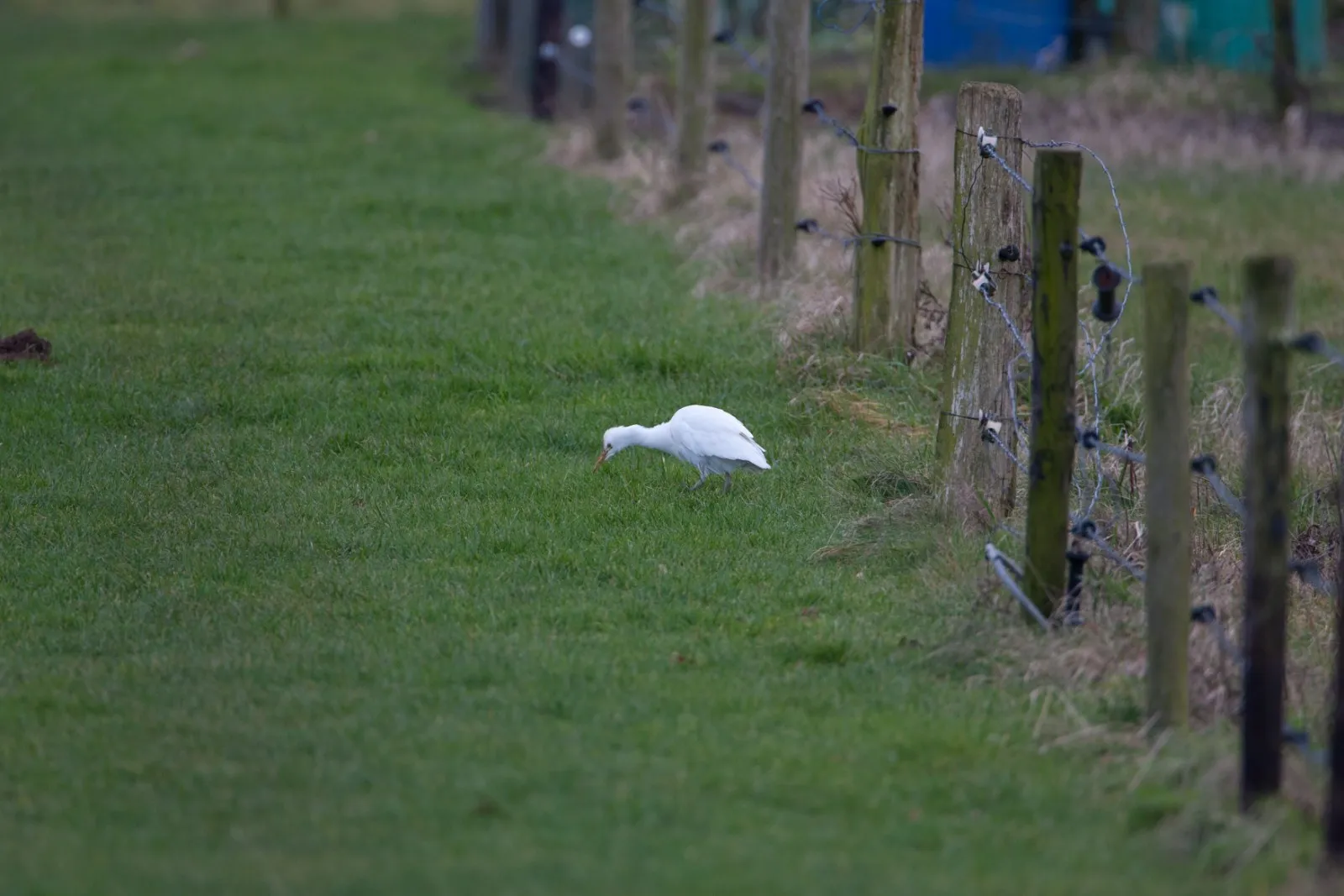 Koereiger in Ommen