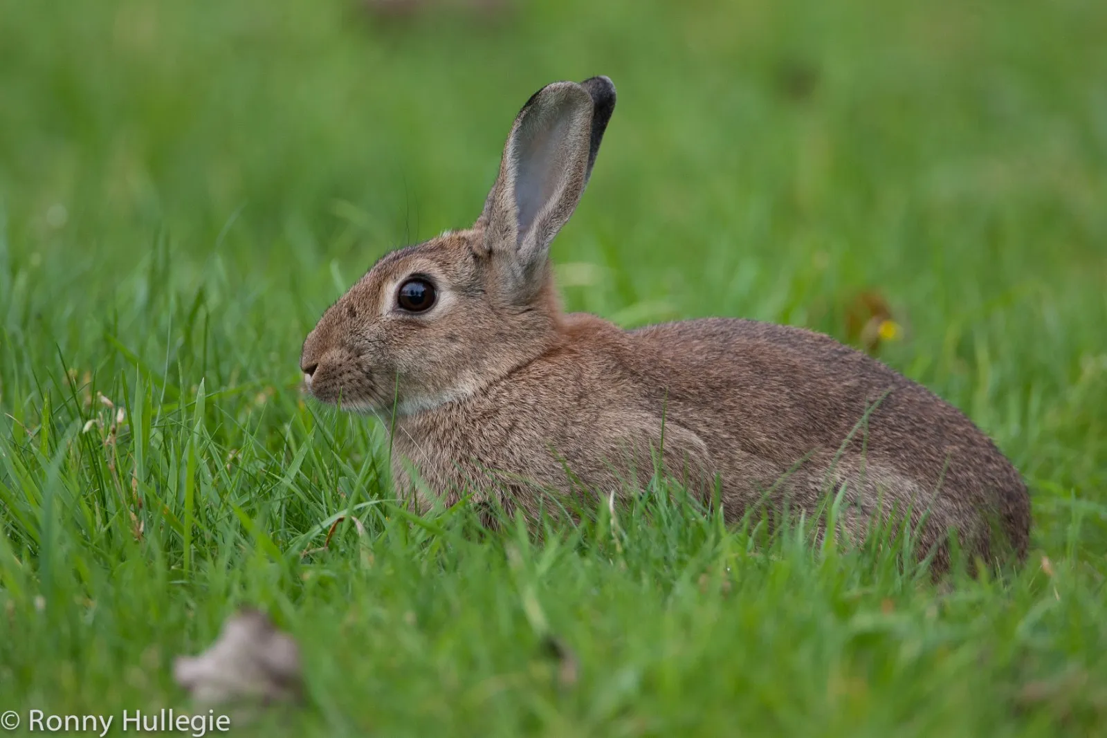 Konijn in het gras