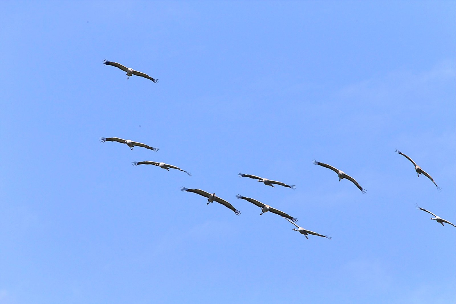 Kraanvogels op trek