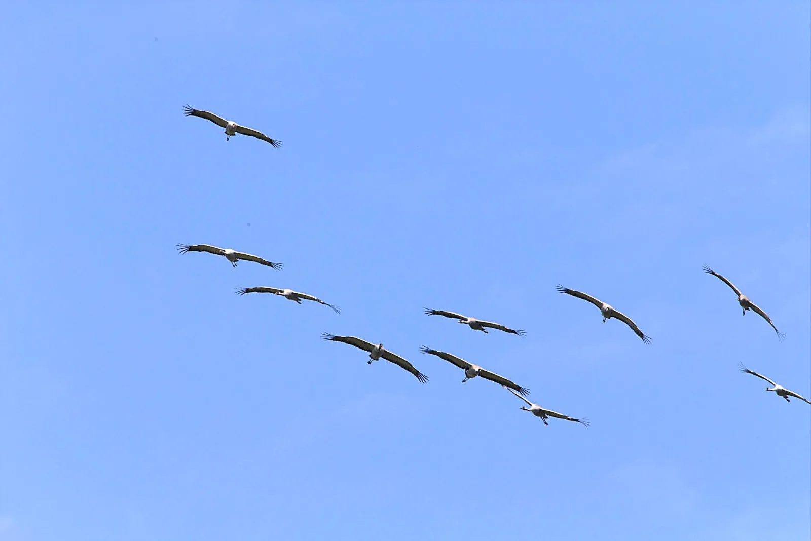 Kraanvogels op trek