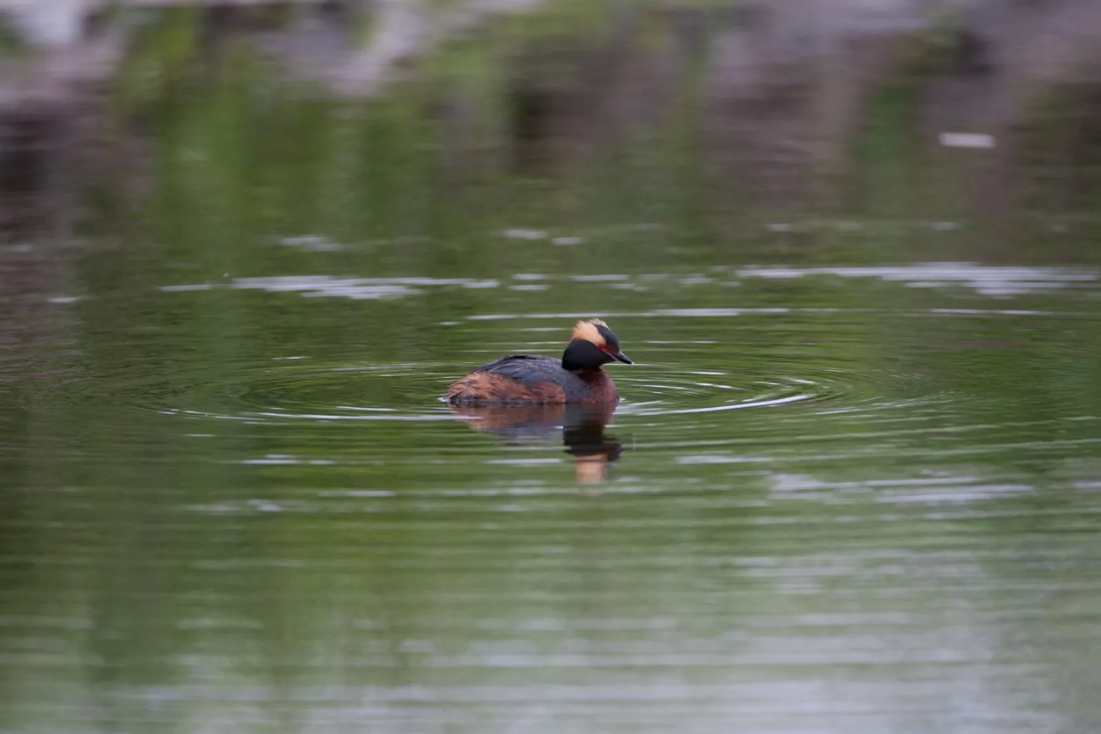 Kuifduiker op het water