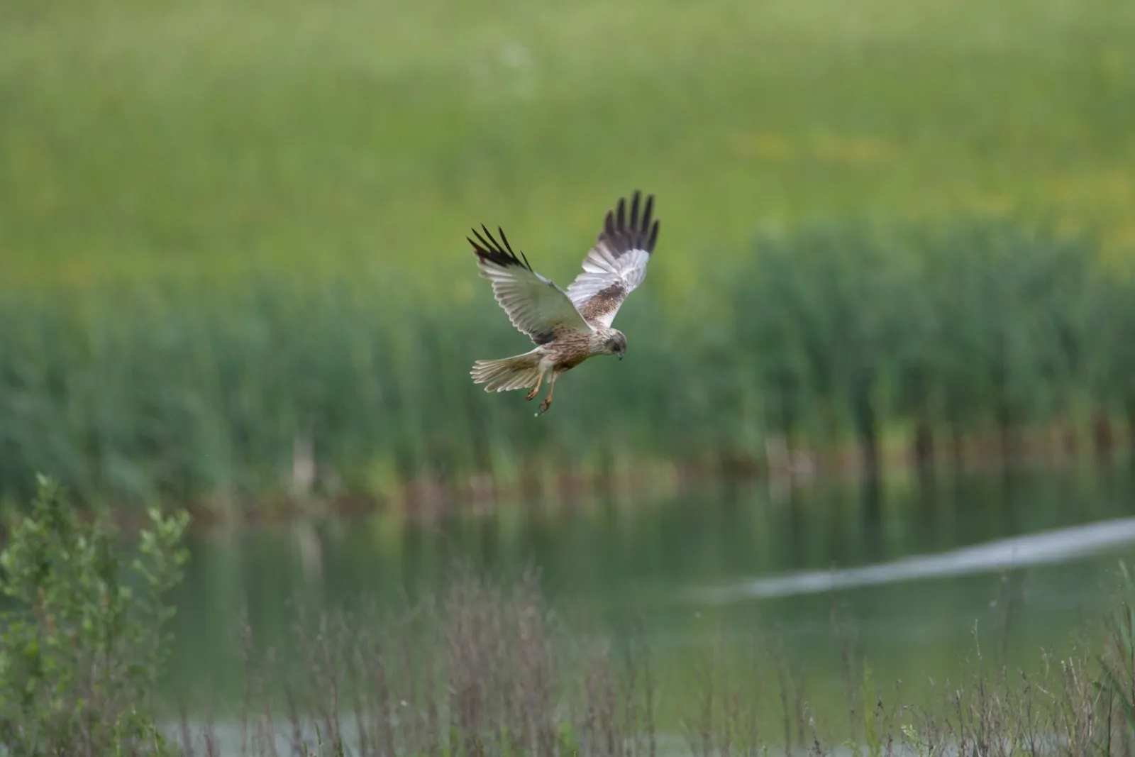 Mannteje Bruine Kiekendief jagend