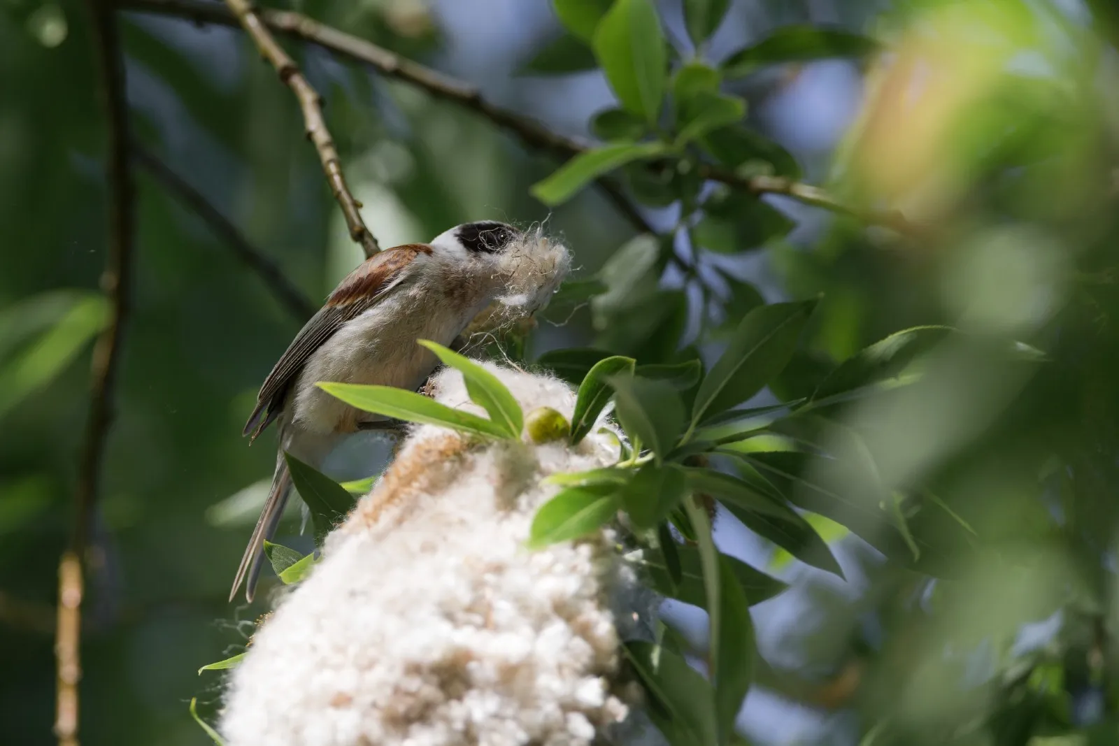 Nestbouwende Buidelmees