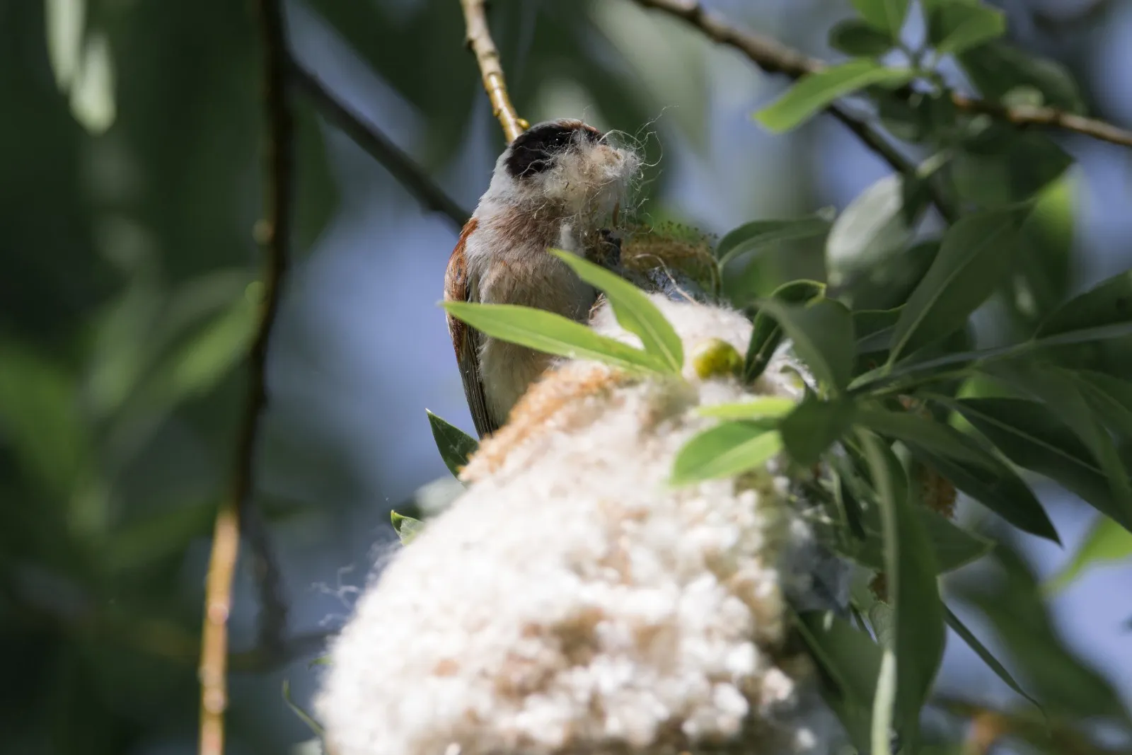 Nestbouwende Buidelmees